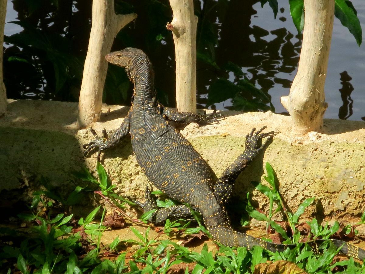 Luvi Lucas River Side Weligama Luaran gambar